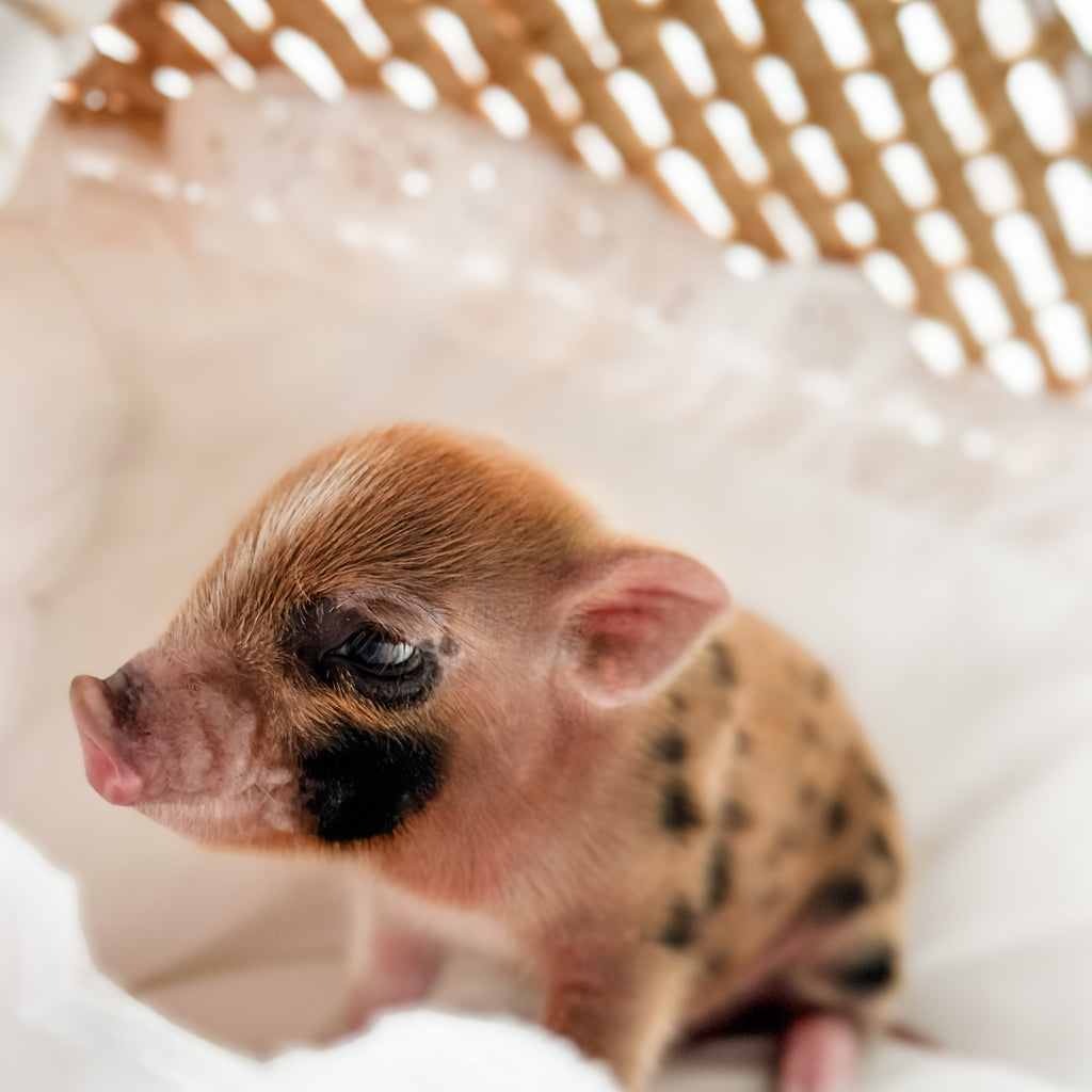 XXS - 11-02-24 - King Caramel - Male - Juliana Mini Pig