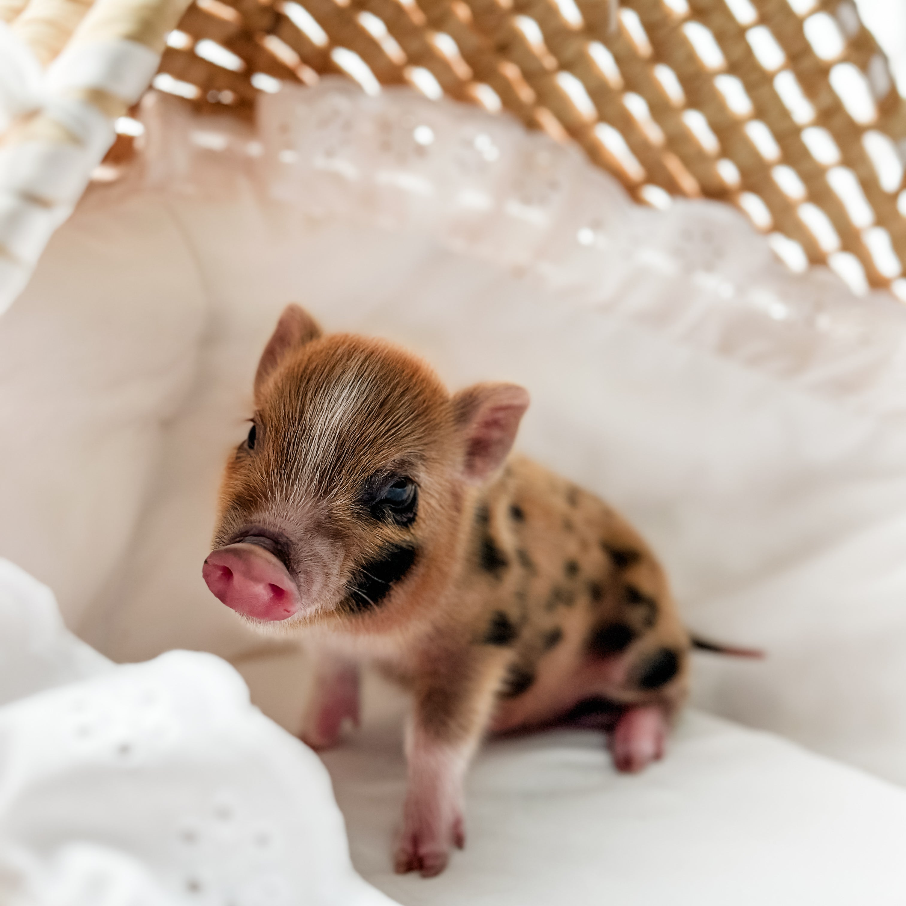 XXS - 11-02-24 - King Caramel - Male - Juliana Mini Pig