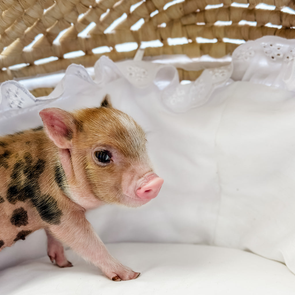 XXS - 08-05-23 - Noah - Male - Juliana Mini Pig