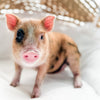 XXS - 08-05-23 - Lydia - Female - Juliana Mini Pig