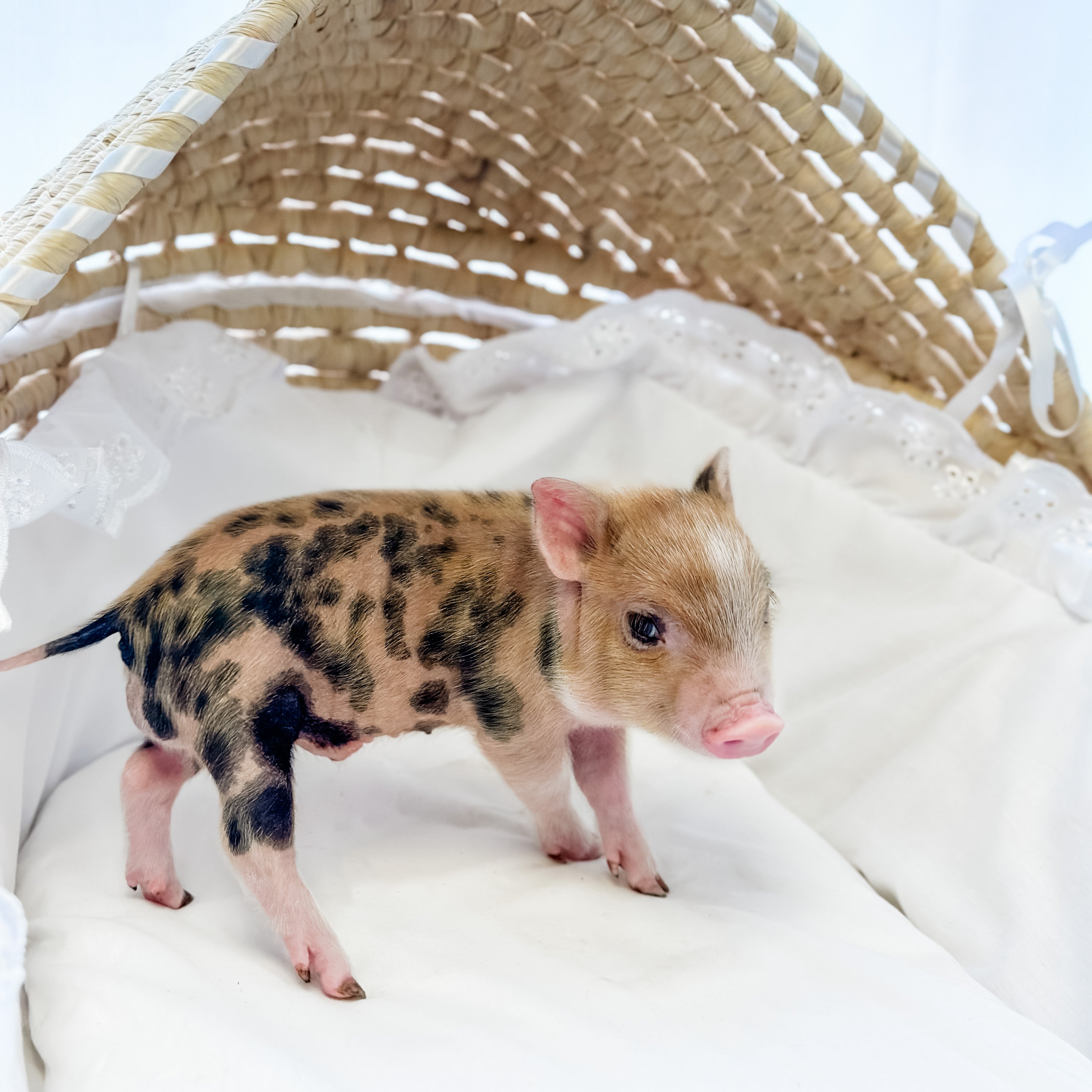 XXS - 08-05-23 - Noah - Male - Juliana Mini Pig