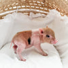 BR XXS - 08-26-23 - Maddie - Female - Juliana Mini Pig