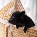 12-26-25- Mister Tootsie Roll - Male - Juliana x American Mini Pig