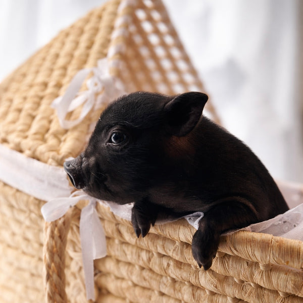 12-26-25- Mister Tootsie Roll - Male - Juliana x American Mini Pig