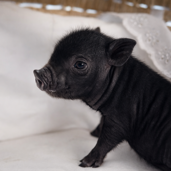 12-26-25- Mister Tootsie Roll - Male - Juliana x American Mini Pig