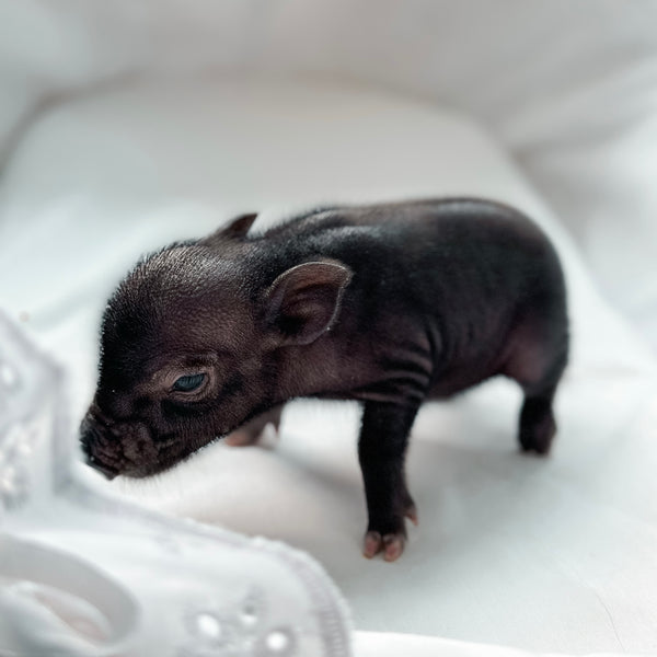XXS - 11-03-24 - Countess Cocoa- Female - Juliana Mini Pig