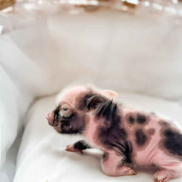XXS - 11-02-24 - Lord Lemonade - Male - Juliana Mini Pig