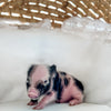 XXS - 11-02-24 - Lord Lemonade - Male - Juliana Mini Pig