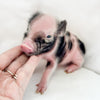 XXS - 11-02-24 - Lord Lemonade - Male - Juliana Mini Pig