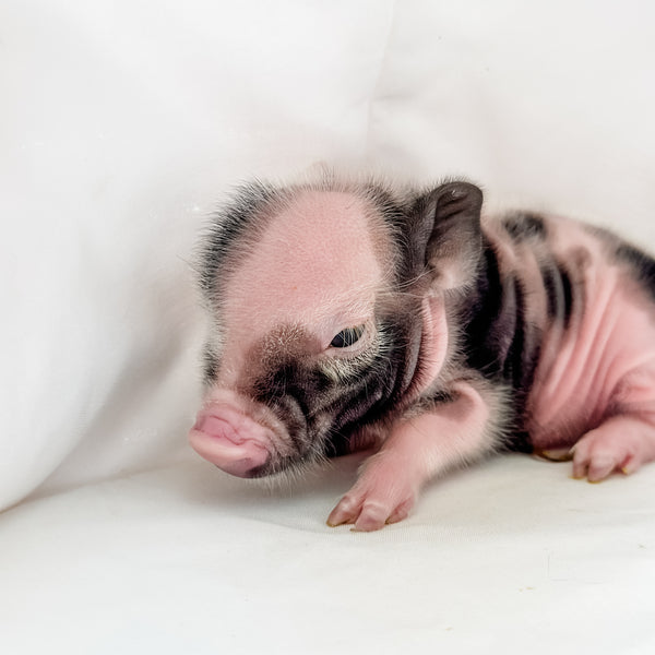 XXS - 11-02-24 - Lord Lemonade - Male - Juliana Mini Pig