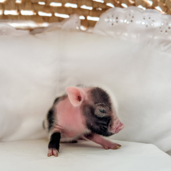 XXS - 11-02-24 - Lord Lemonade - Male - Juliana Mini Pig