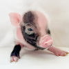 XXS - 11-02-24 - Lord Lemonade - Male - Juliana Mini Pig