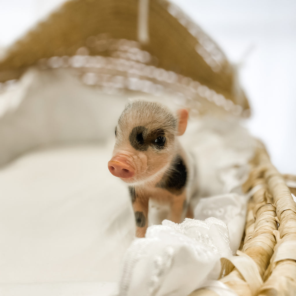 XS - 11-04-22 - Emily - Female - Juliana Mini Pig