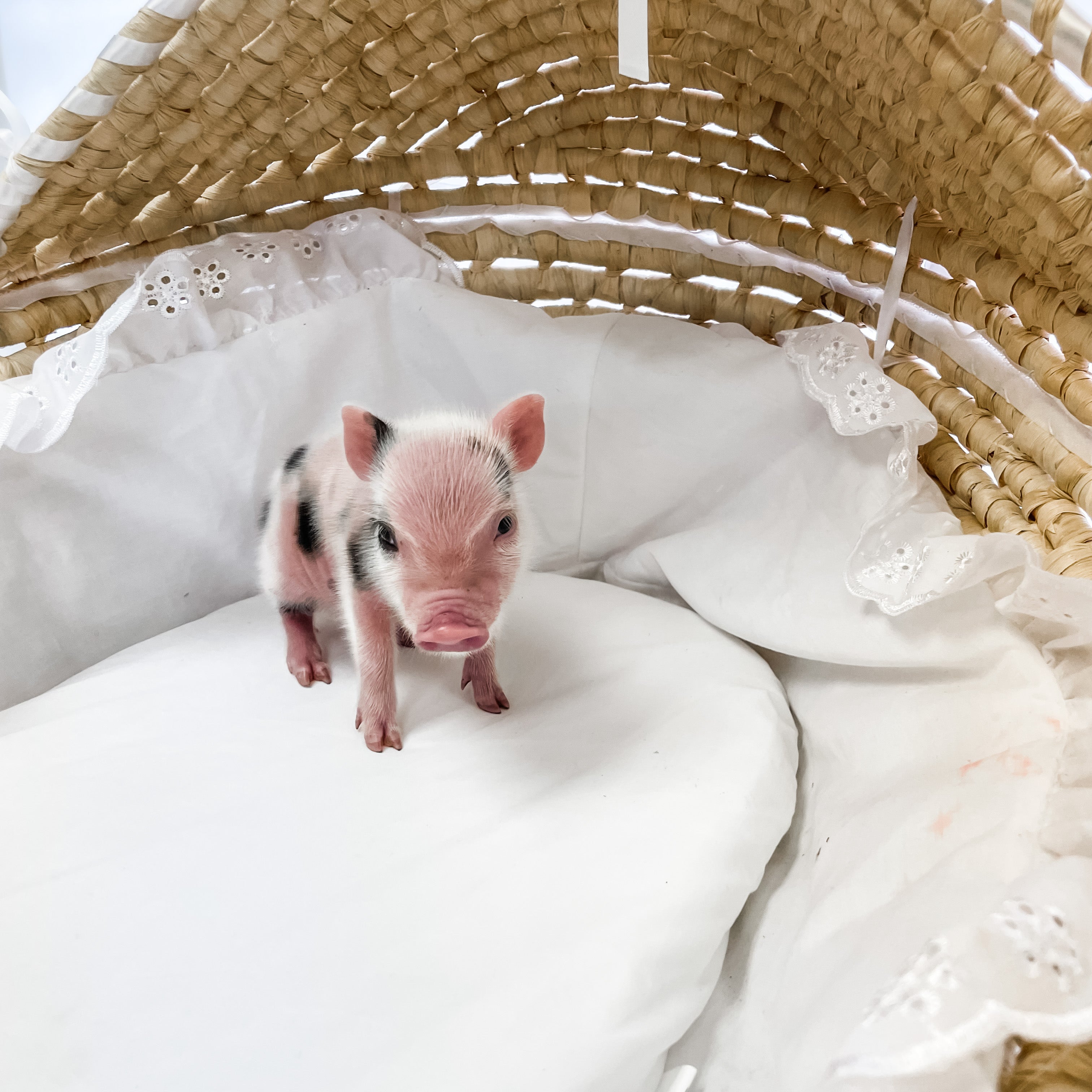 S - 11-02-22 - Moxie - Female - Juliana Mini Pig