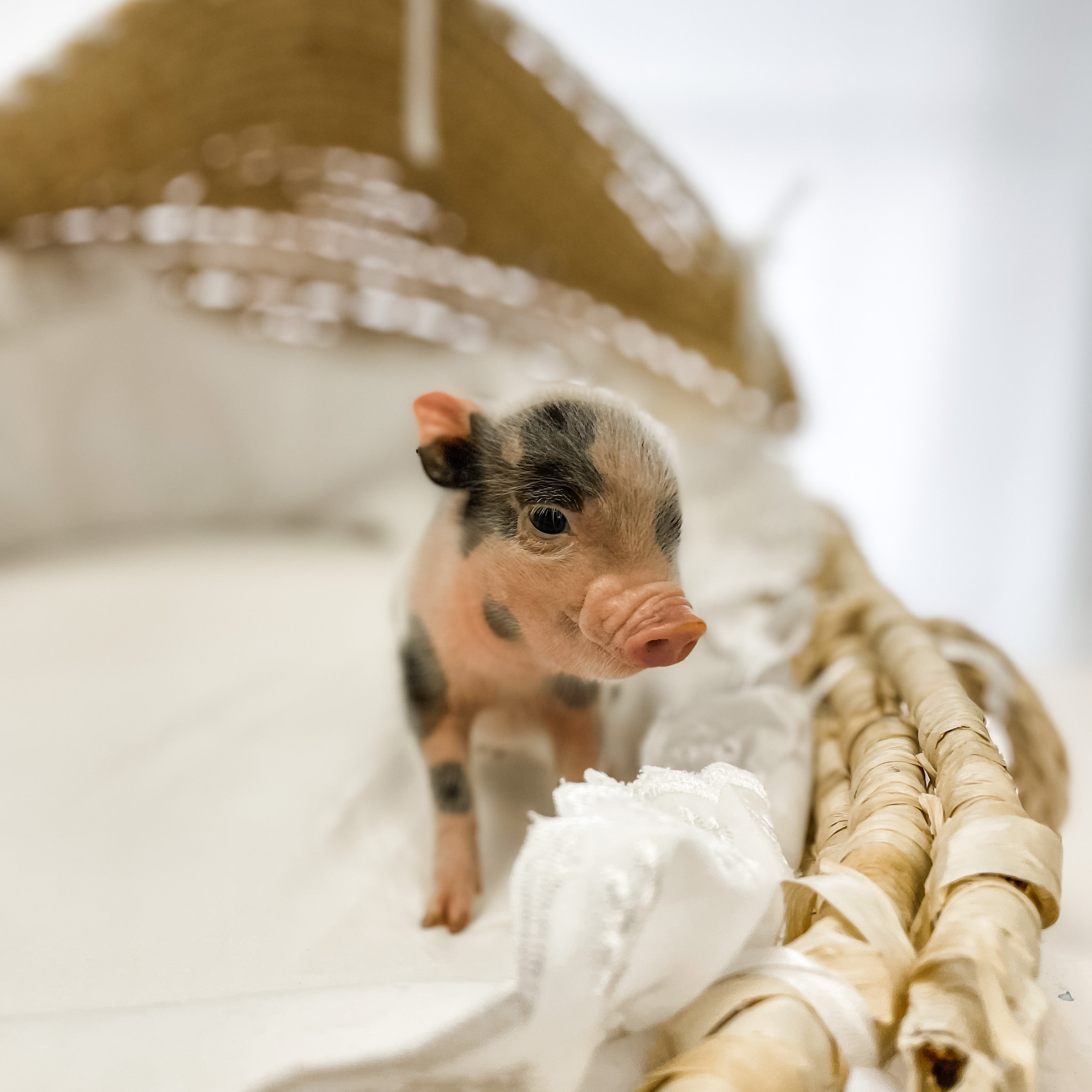 XS - 11-04-22 - Emily - Female - Juliana Mini Pig