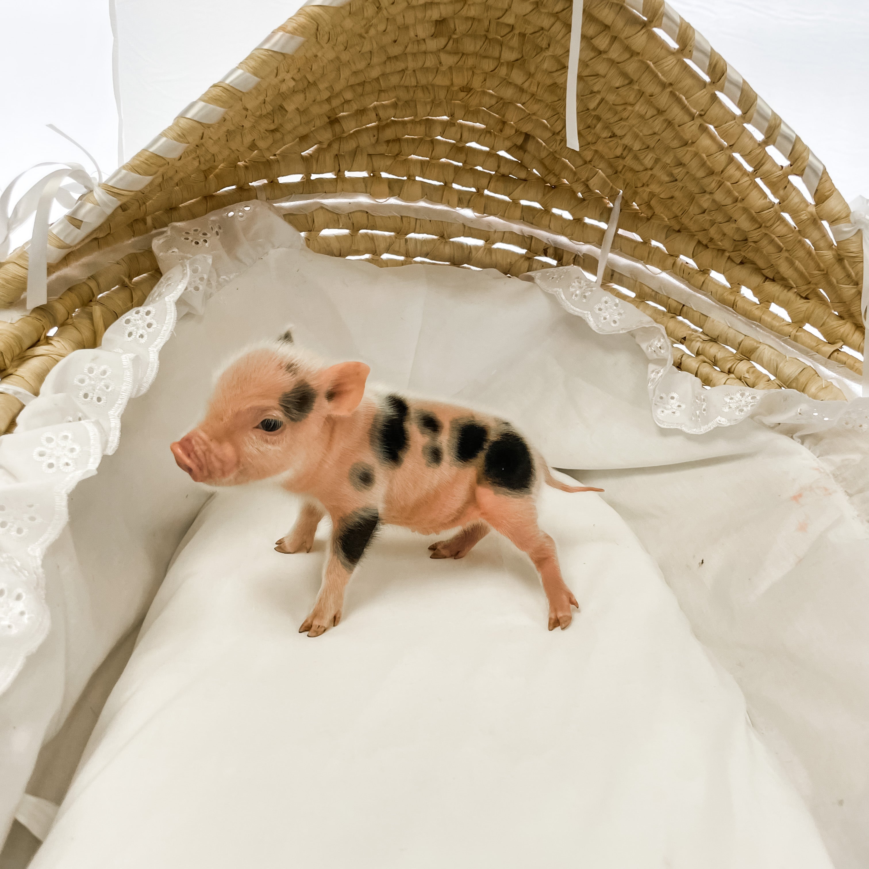 S - 11-02-22 - Moxie - Female - Juliana Mini Pig