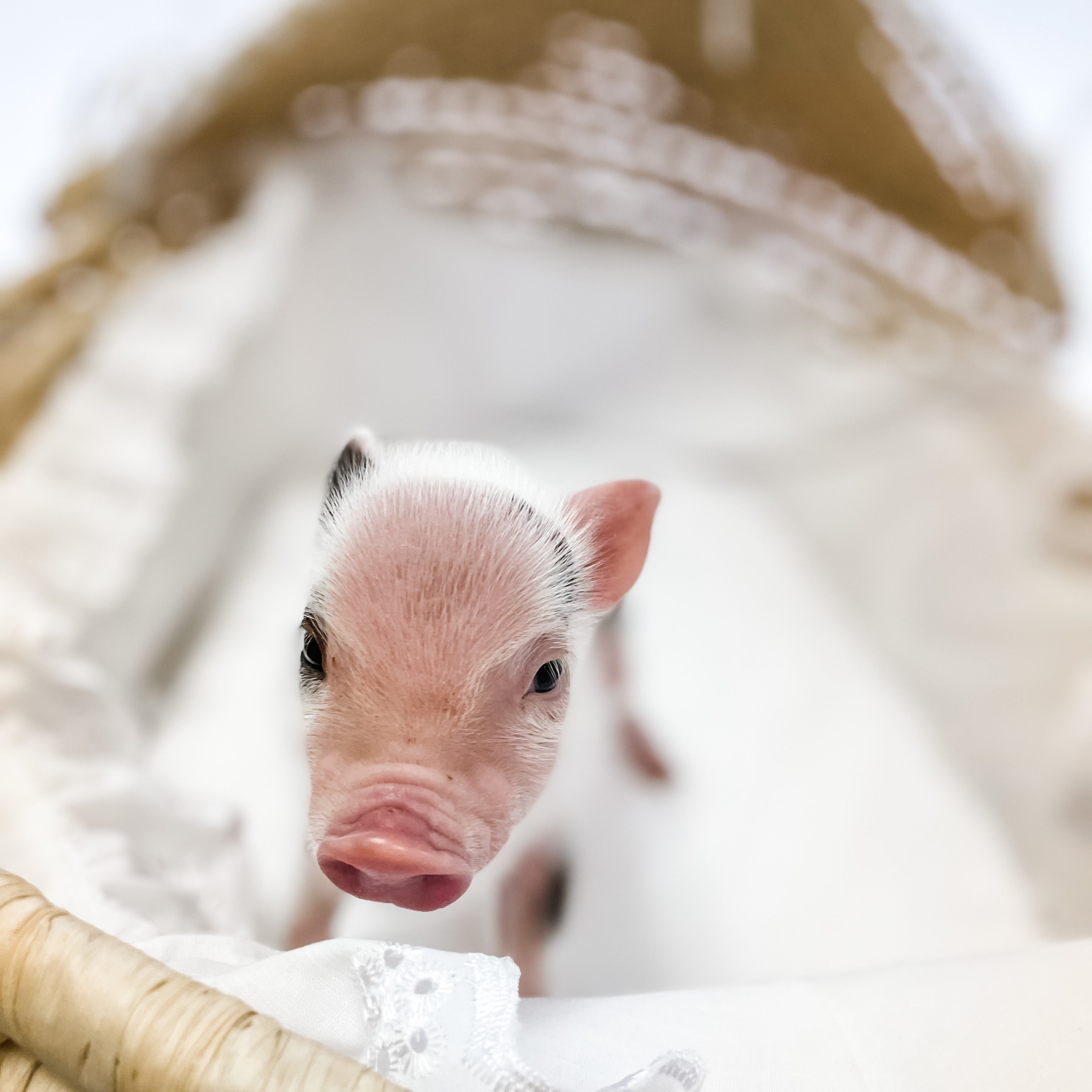 S - 11-02-22 - Moxie - Female - Juliana Mini Pig
