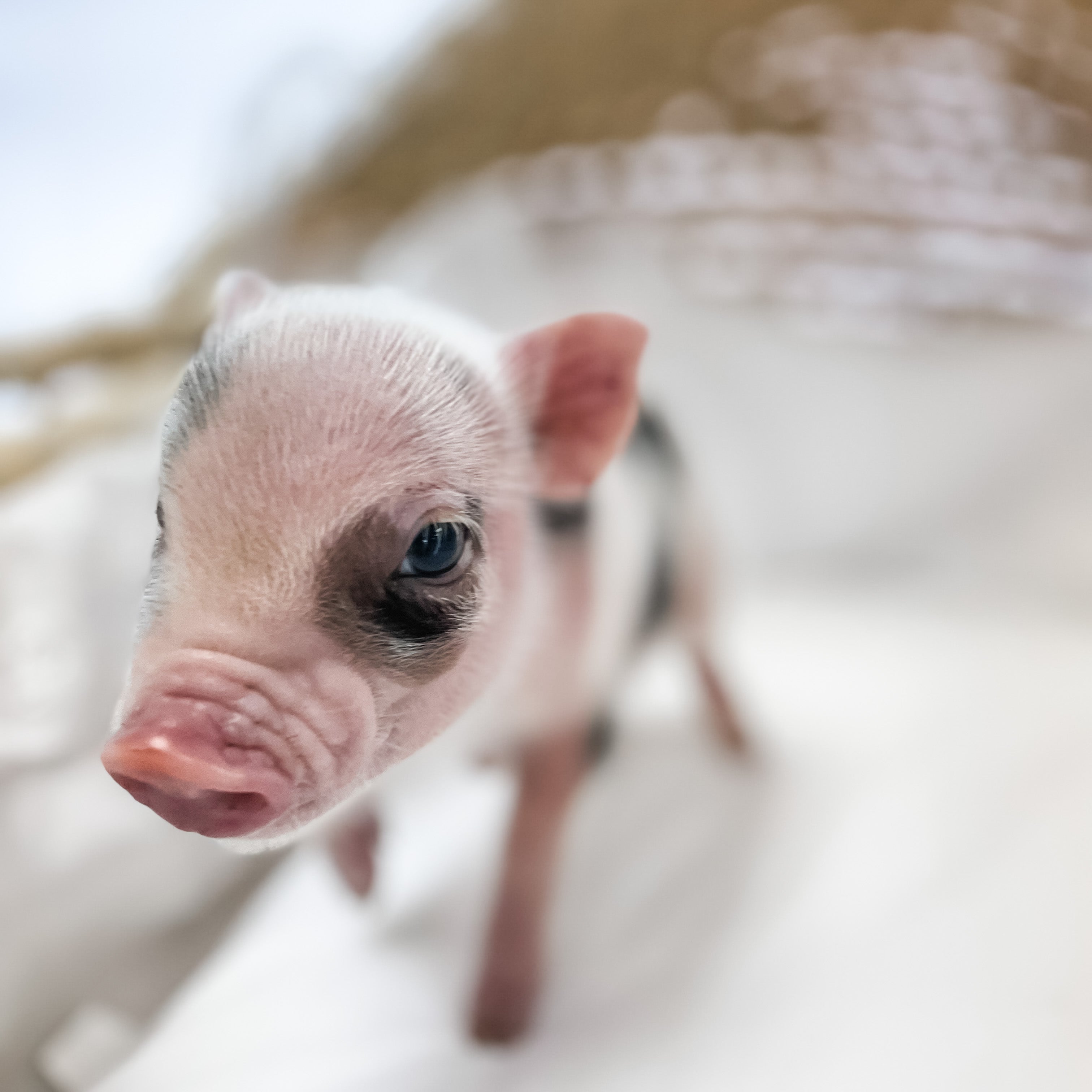 S - 11-02-22 - Major - Male - Juliana Mini Pig