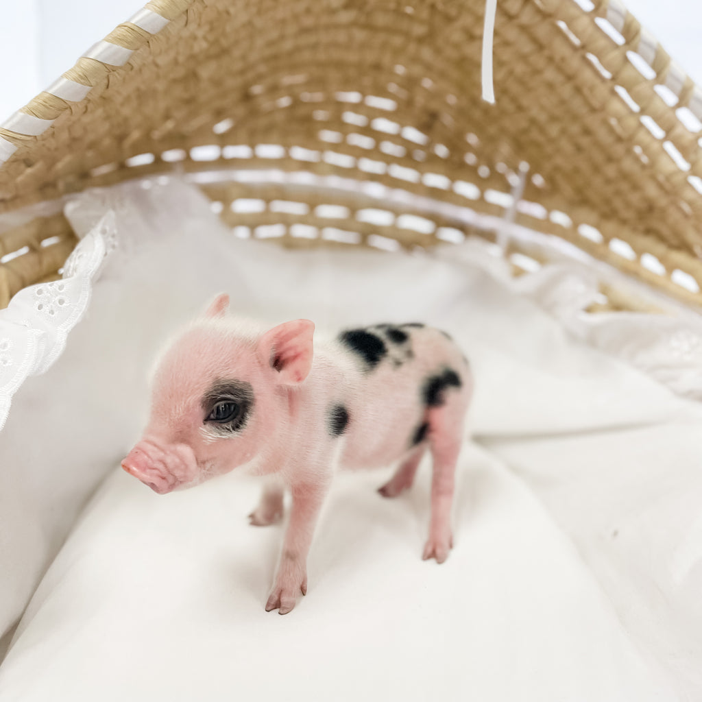 S - 11-02-22 - Lucy - Female - Juliana Mini Pig