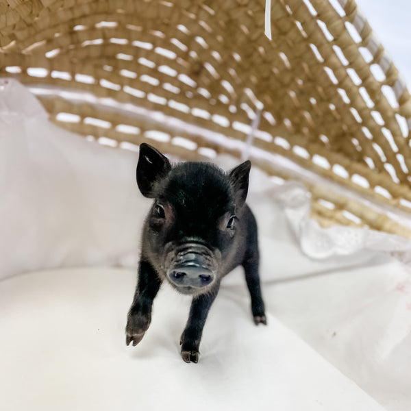 S - 11-02-22 - Petunia  - Female - Juliana Mini Pig
