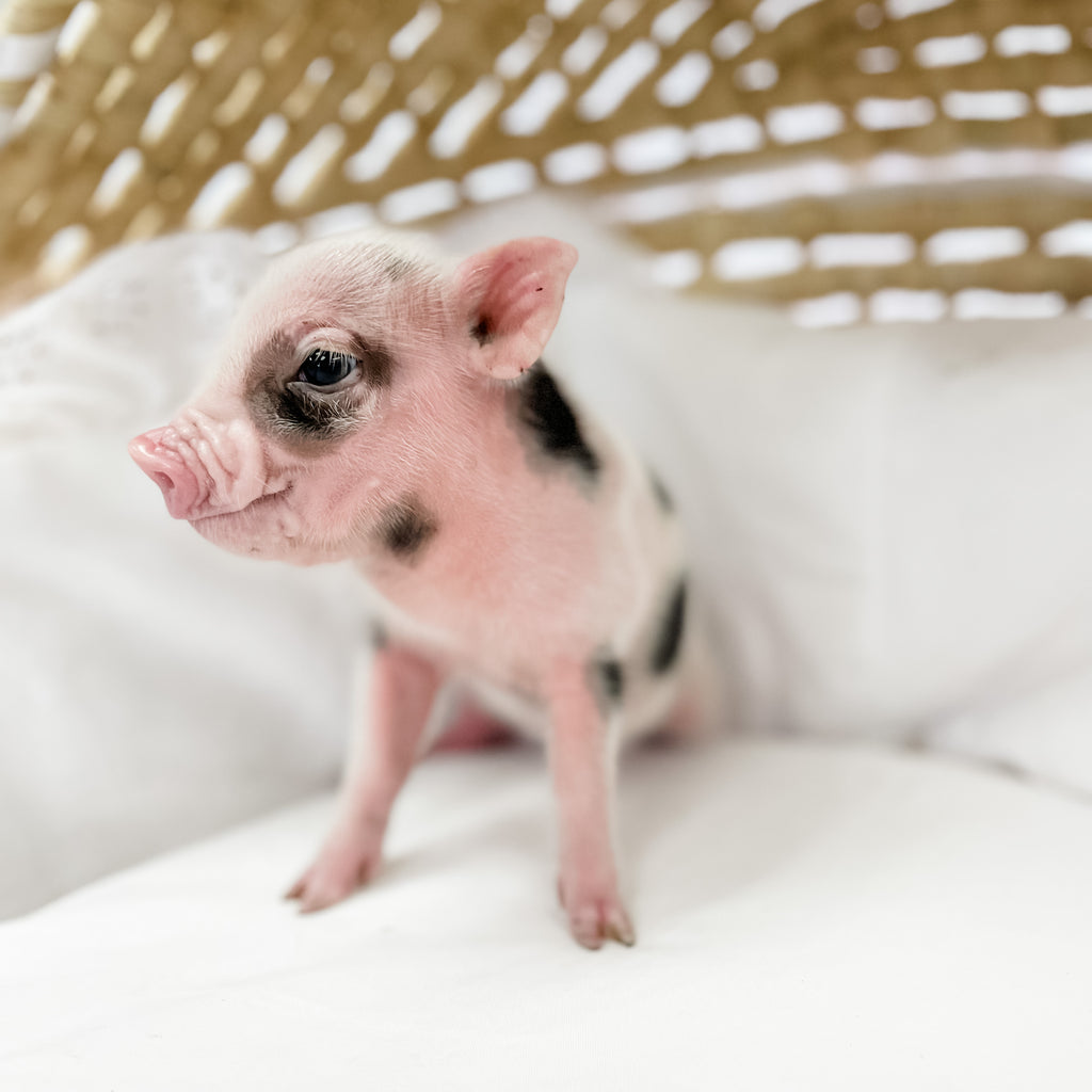 S - 11-02-22 - Major - Male - Juliana Mini Pig