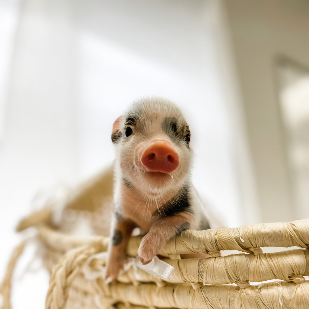 XS - 11-04-22 - Emily - Female - Juliana Mini Pig
