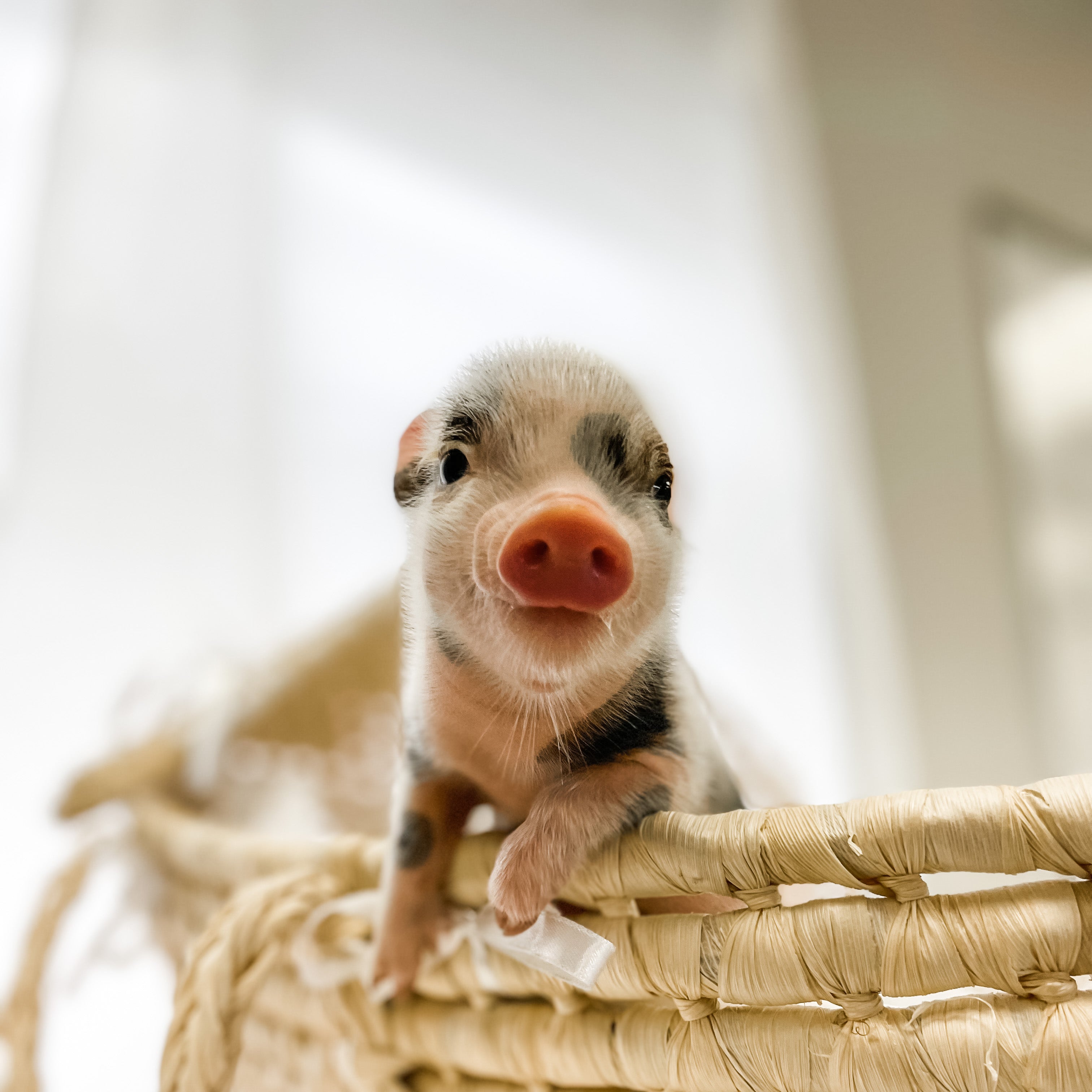 XS - 11-04-22 - Emily - Female - Juliana Mini Pig