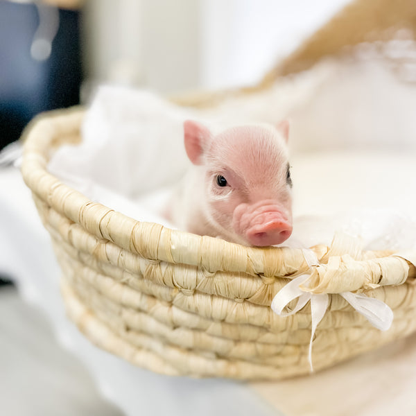 S - 11-02-22 - Lucy - Female - Juliana Mini Pig
