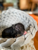 BORN 6-20-22 - Duke - Male