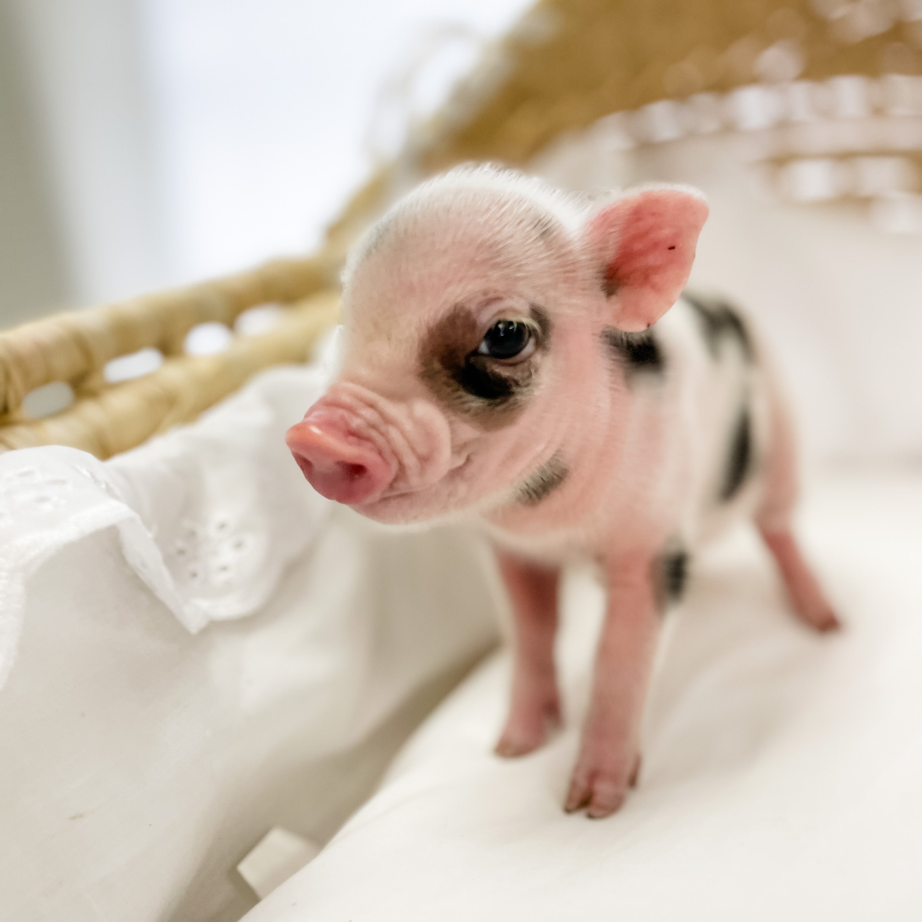 S - 11-02-22 - Major - Male - Juliana Mini Pig