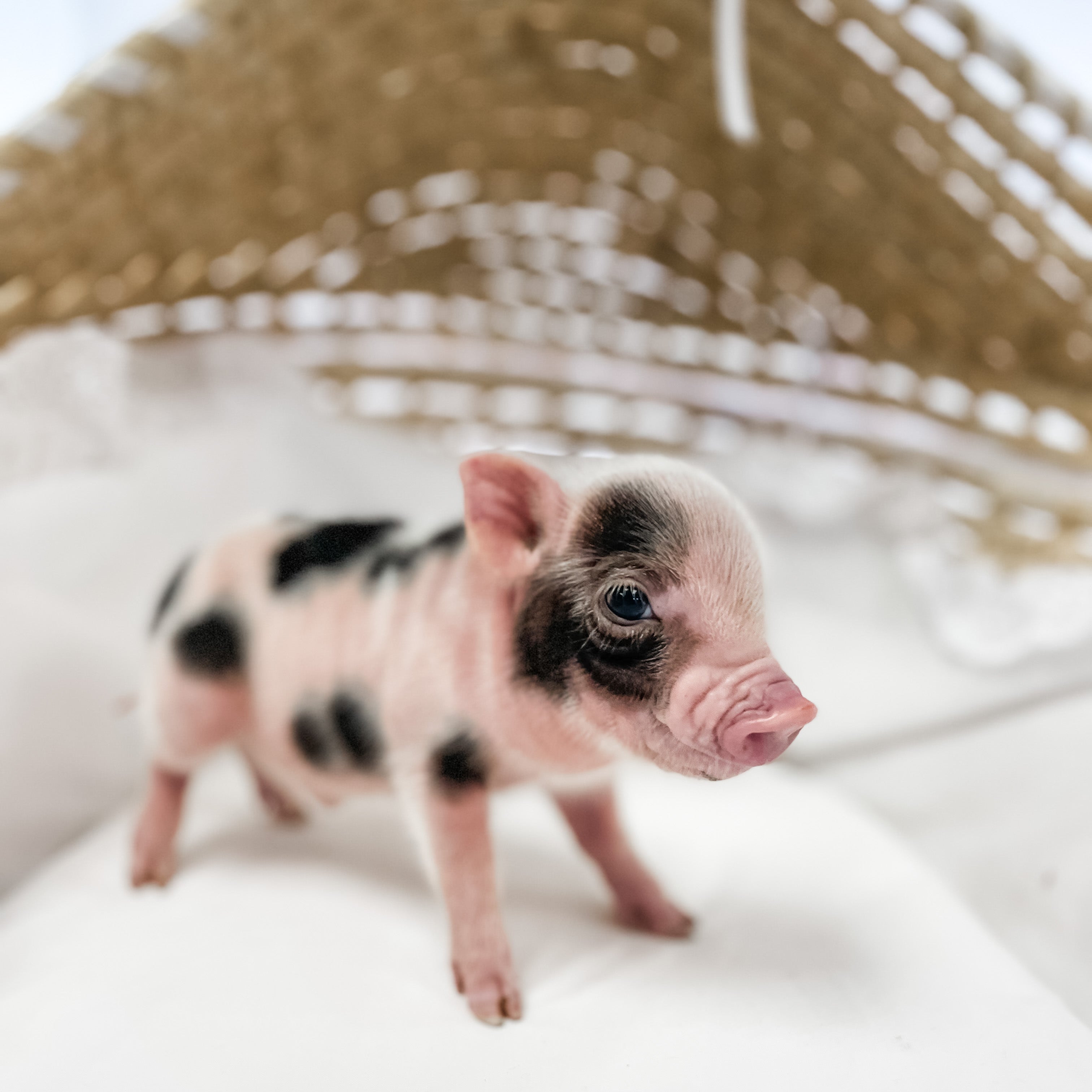 S - 11-02-22 - Major - Male - Juliana Mini Pig