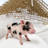 S - 11-02-22 - Major - Male - Juliana Mini Pig