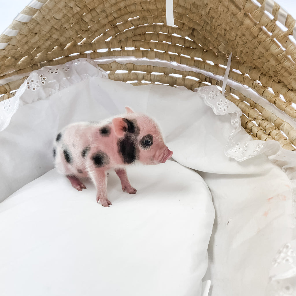 S - 11-02-22 - Moxie - Female - Juliana Mini Pig