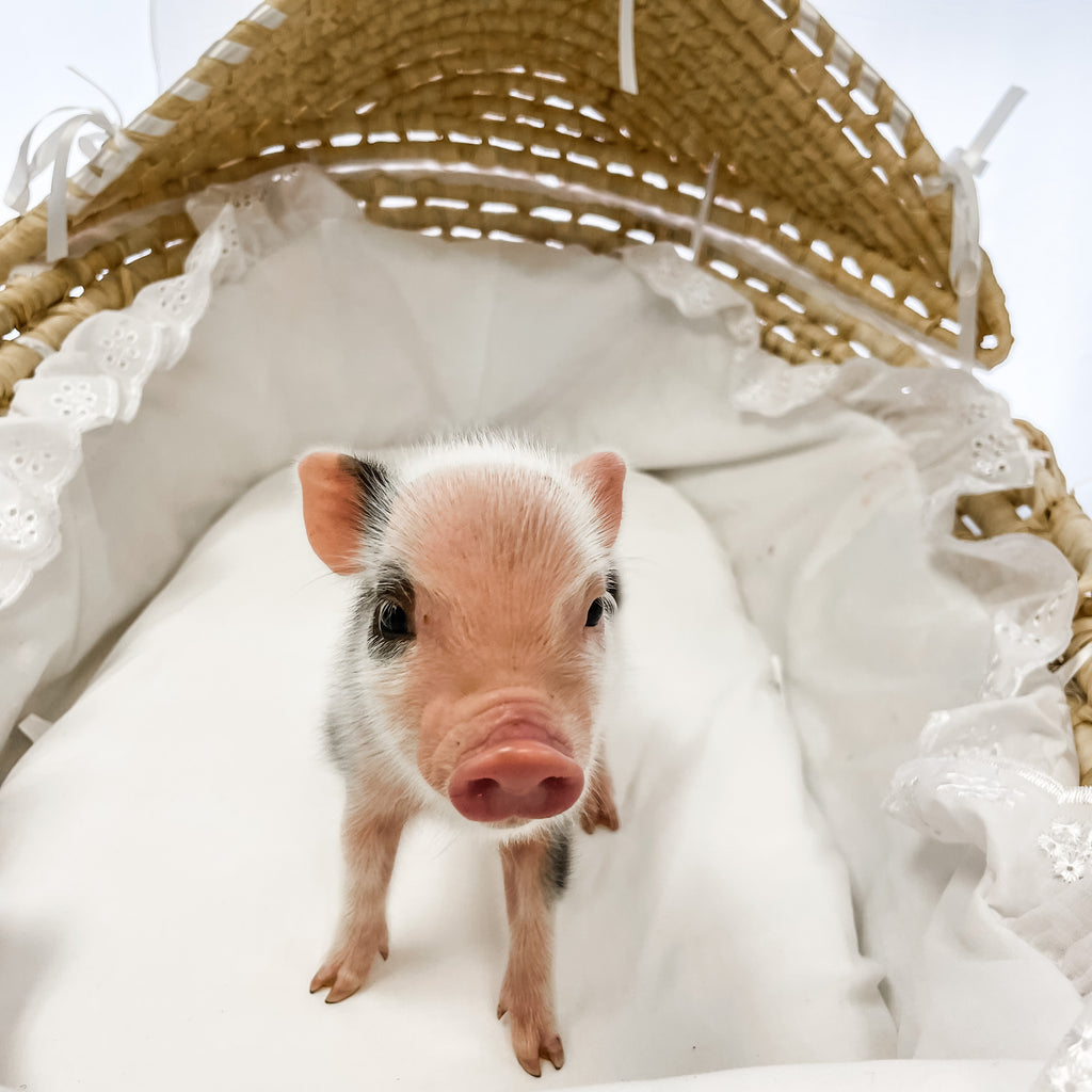 S - 11-02-22 - Moxie - Female - Juliana Mini Pig