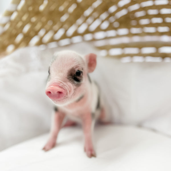 S - 11-02-22 - Major - Male - Juliana Mini Pig