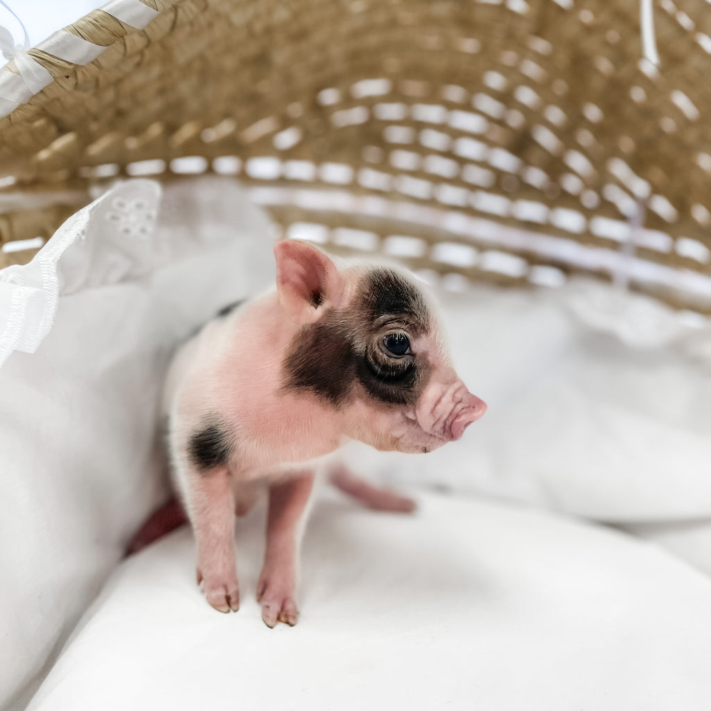 S - 11-02-22 - Major - Male - Juliana Mini Pig