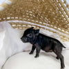 S - 11-02-22 - Petunia  - Female - Juliana Mini Pig