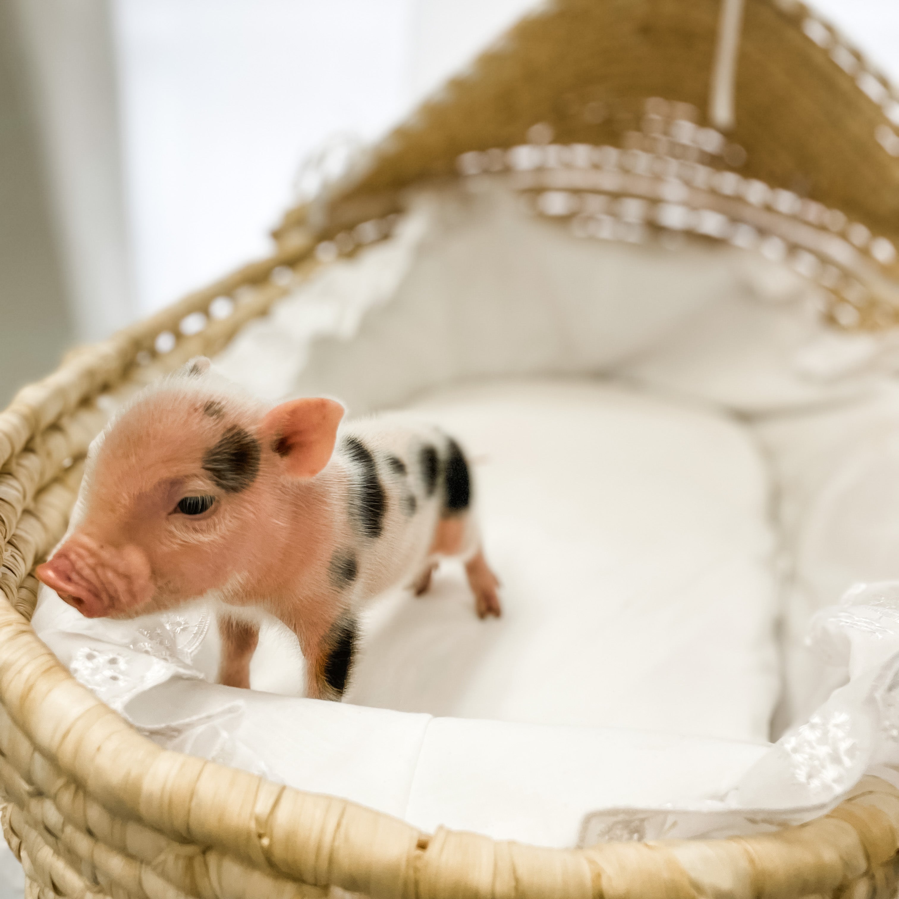 S - 11-02-22 - Moxie - Female - Juliana Mini Pig