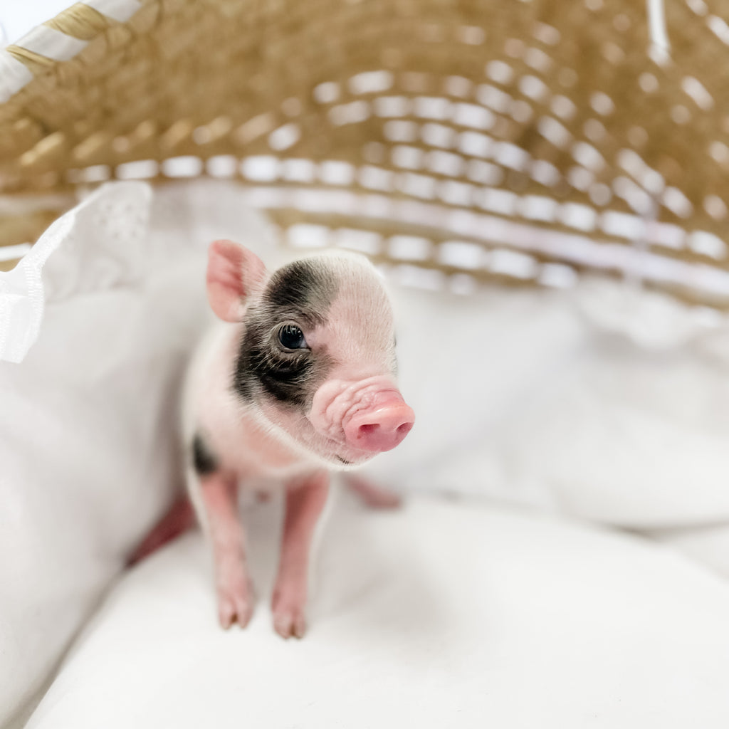 S - 11-02-22 - Major - Male - Juliana Mini Pig
