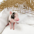 S - 11-02-22 - Major - Male - Juliana Mini Pig