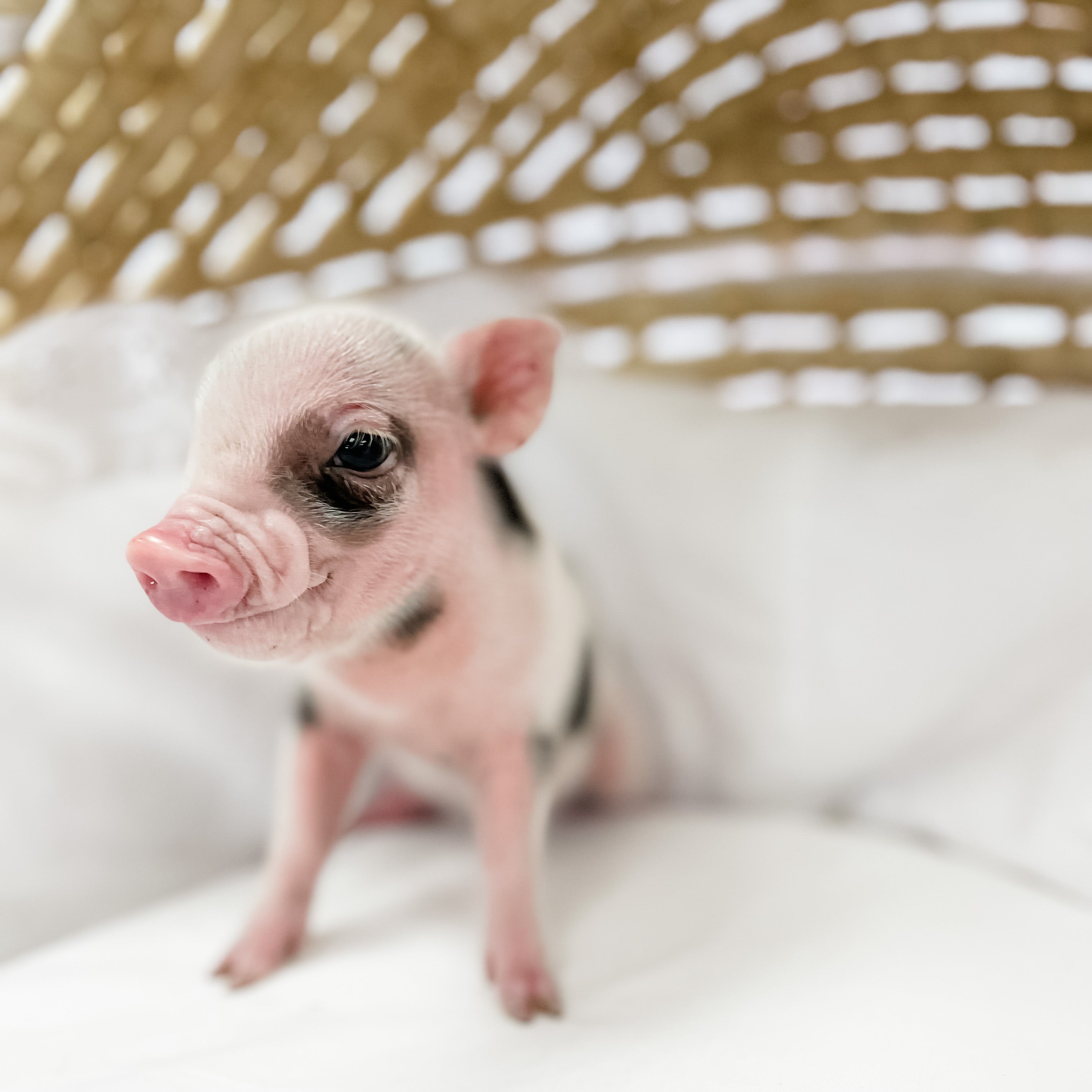 S - 11-02-22 - Major - Male - Juliana Mini Pig