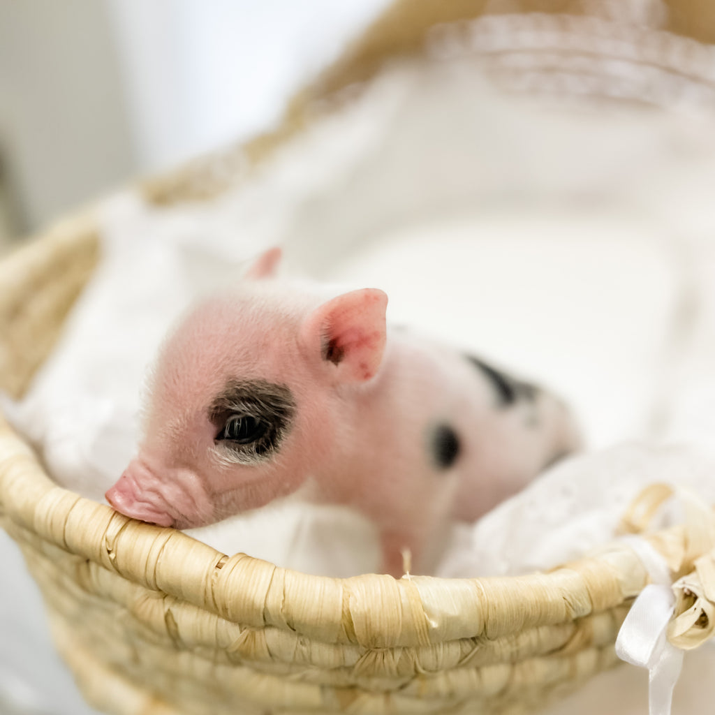 S - 11-02-22 - Lucy - Female - Juliana Mini Pig