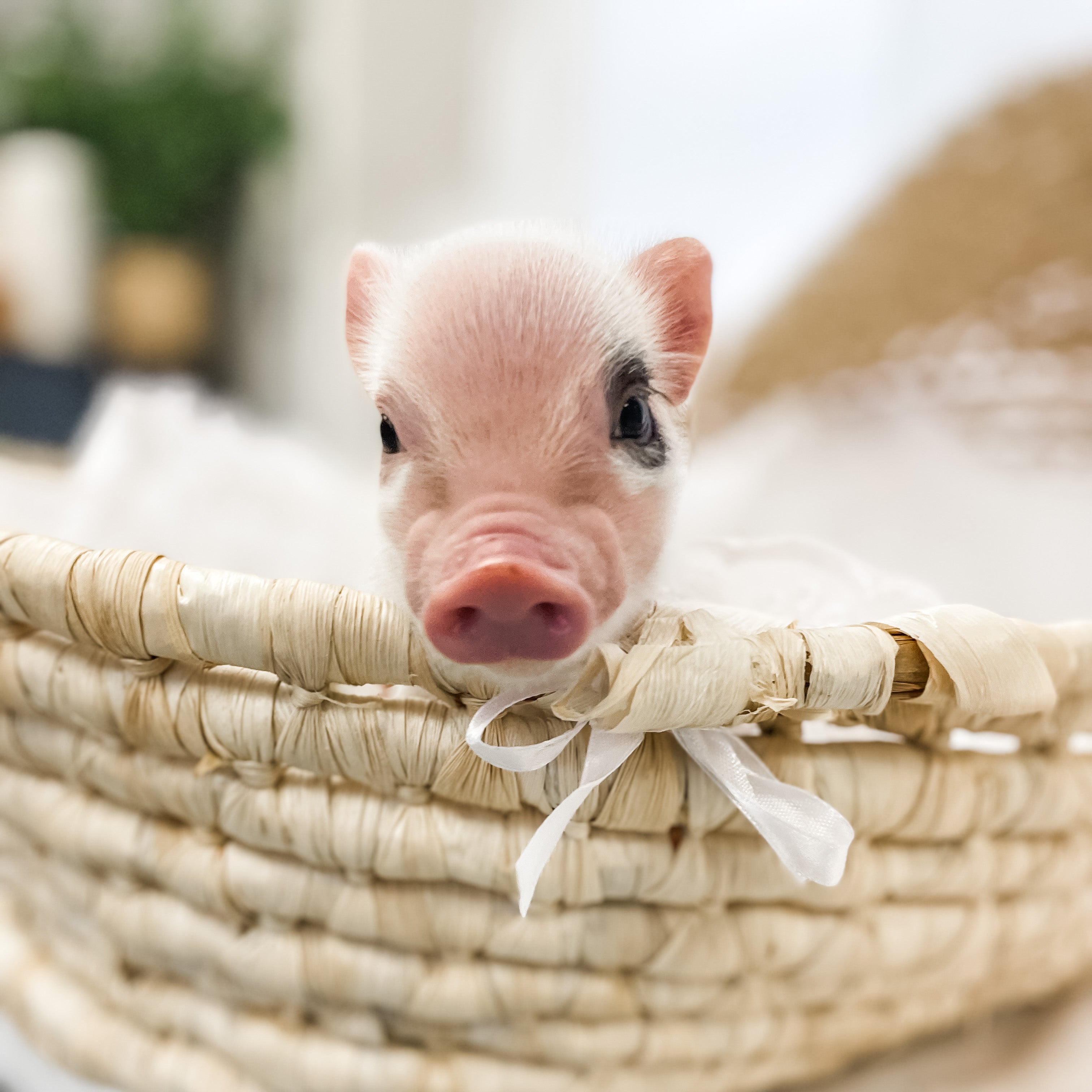 S - 11-02-22 - Lucy - Female - Juliana Mini Pig