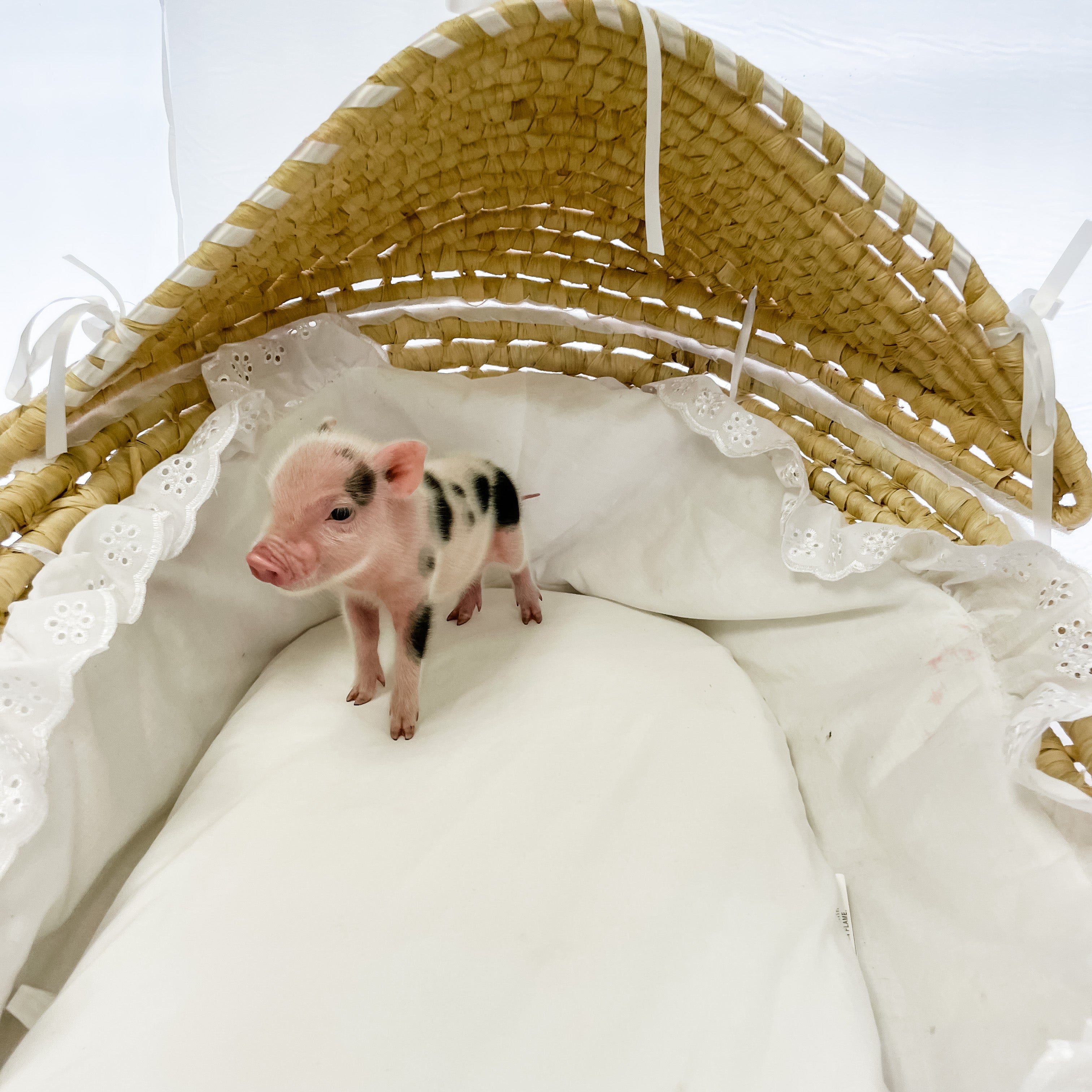 S - 11-02-22 - Moxie - Female - Juliana Mini Pig