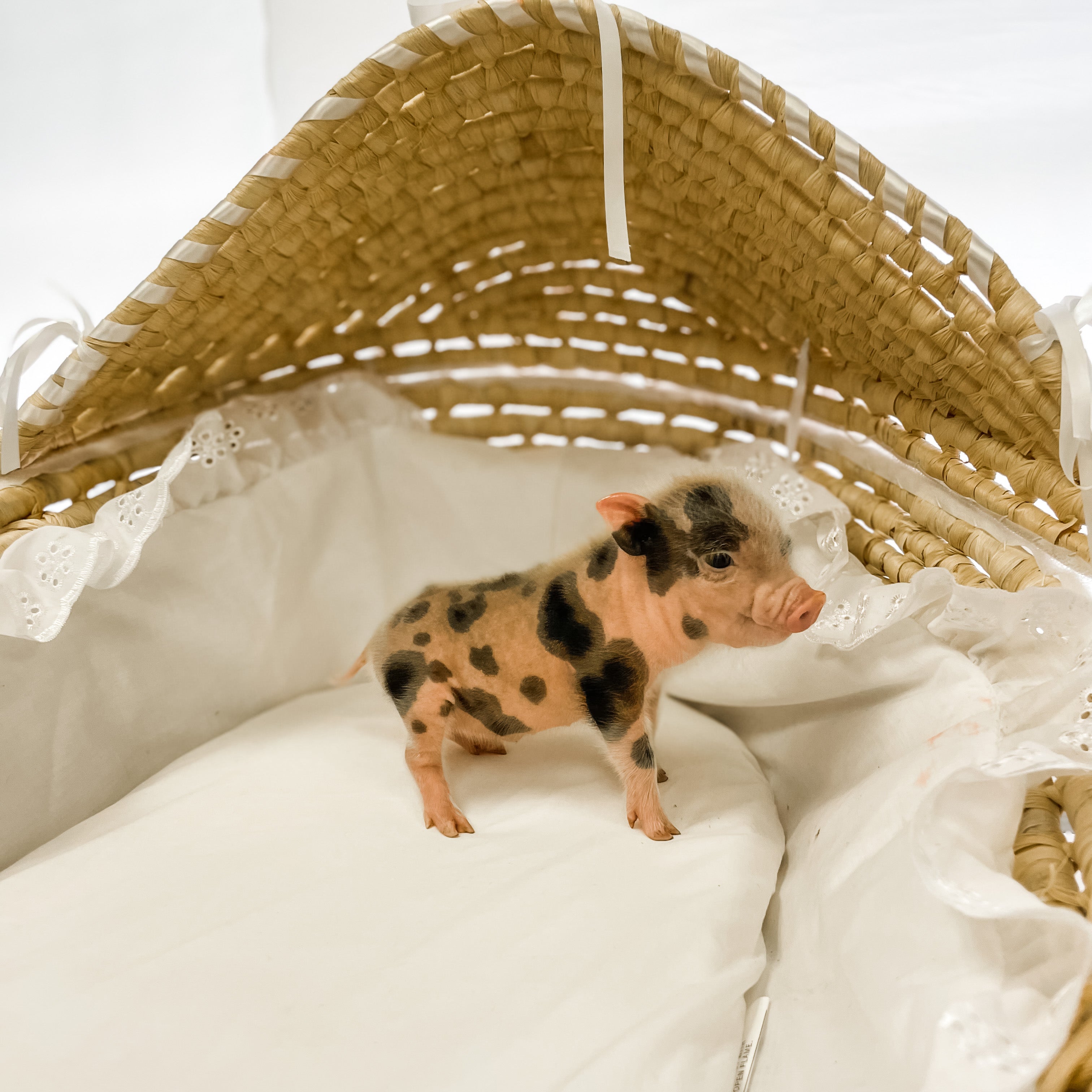 XS - 11-04-22 - Emily - Female - Juliana Mini Pig