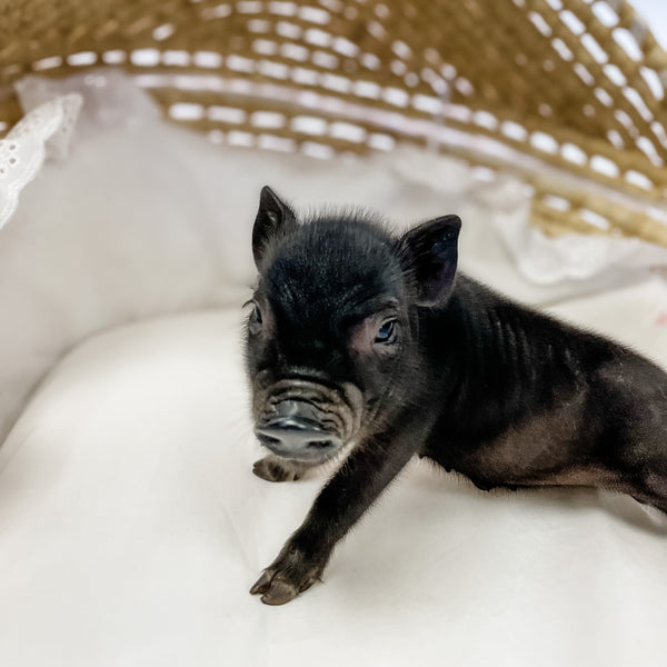 S - 11-02-22 - Petunia  - Female - Juliana Mini Pig