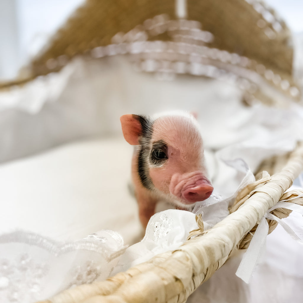 S - 11-02-22 - Moxie - Female - Juliana Mini Pig