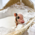S - 11-02-22 - Moxie - Female - Juliana Mini Pig