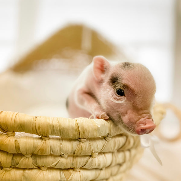 XS - 10-29-22 - Alexander - Male - Juliana Mini Pig