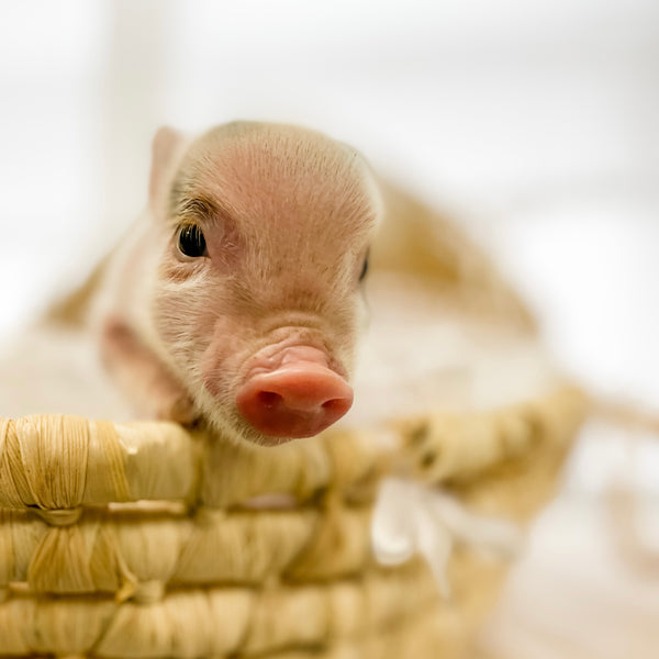 XS - 10-29-22 - Alexander - Male - Juliana Mini Pig